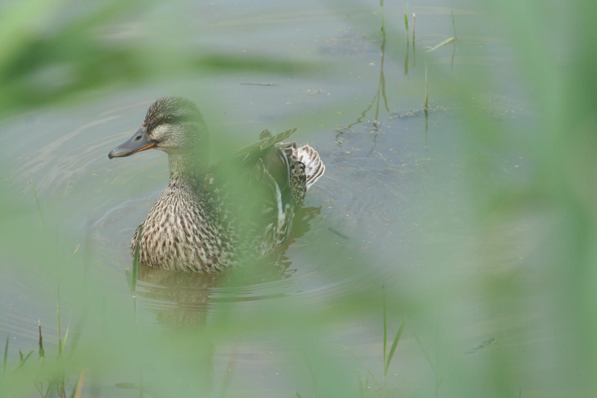 Cane colvert