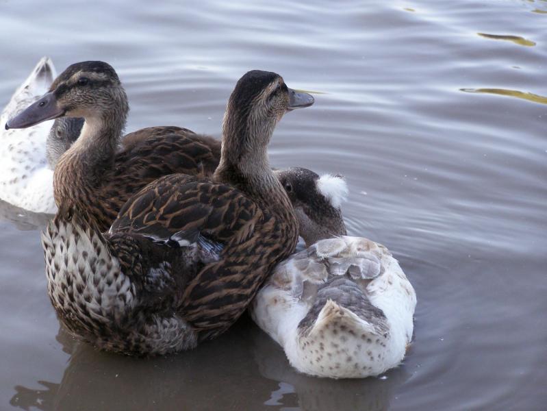 Colverts mignons et pompon